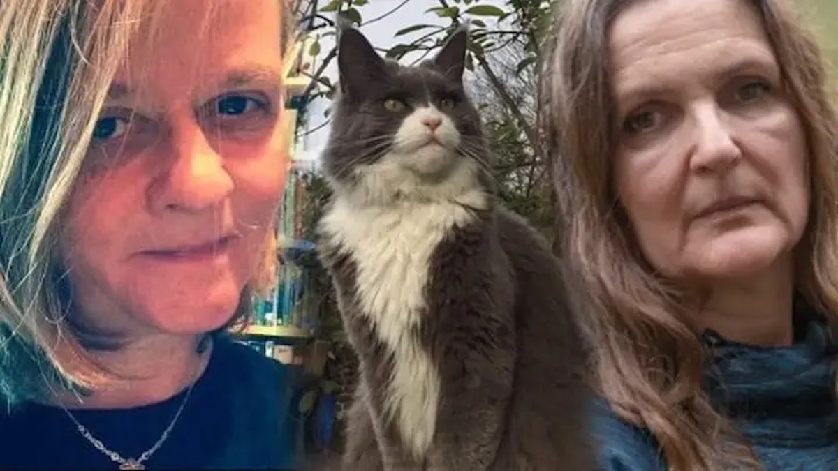 Un chat à "double vie" provoque une bataille judiciaire coûteuse entre sa propriétaire et sa voisine