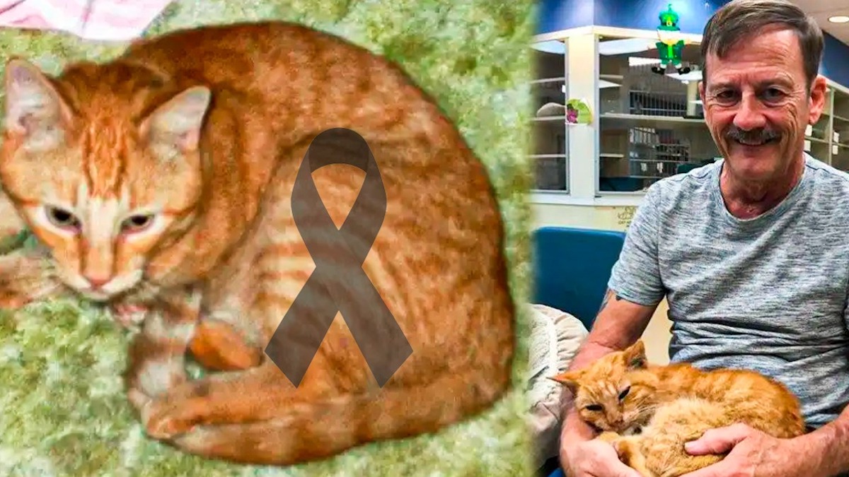Un chat a été retrouvé par son maître avoir disparu 14 ans, mais seulement pour lui dire adieu à jamais