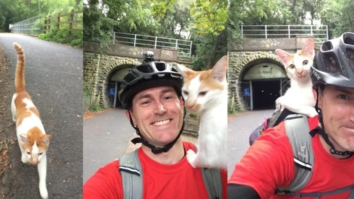 Un chat affectueux rencontre un cycliste et ils deviennent des amis inséparables