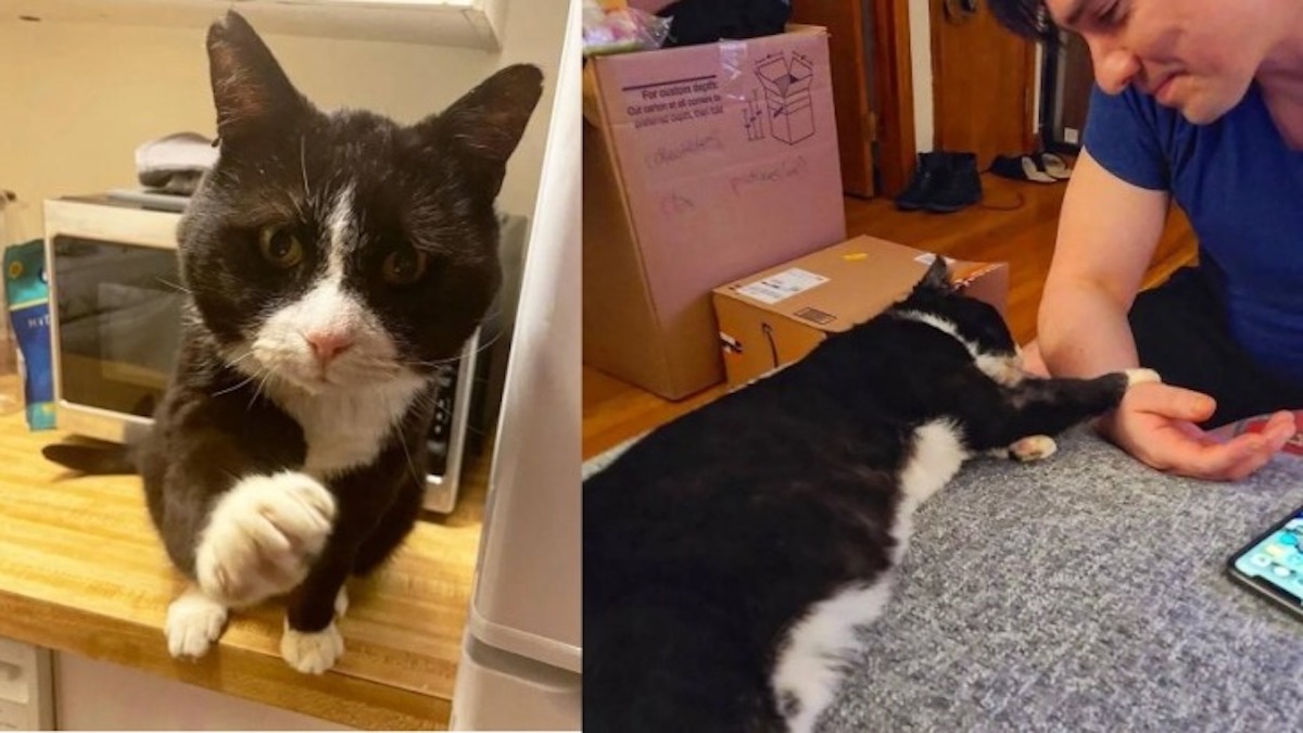 Un chat déterminé à ne jamais retourner dans la rue s'accroche à un homme pour être adopté