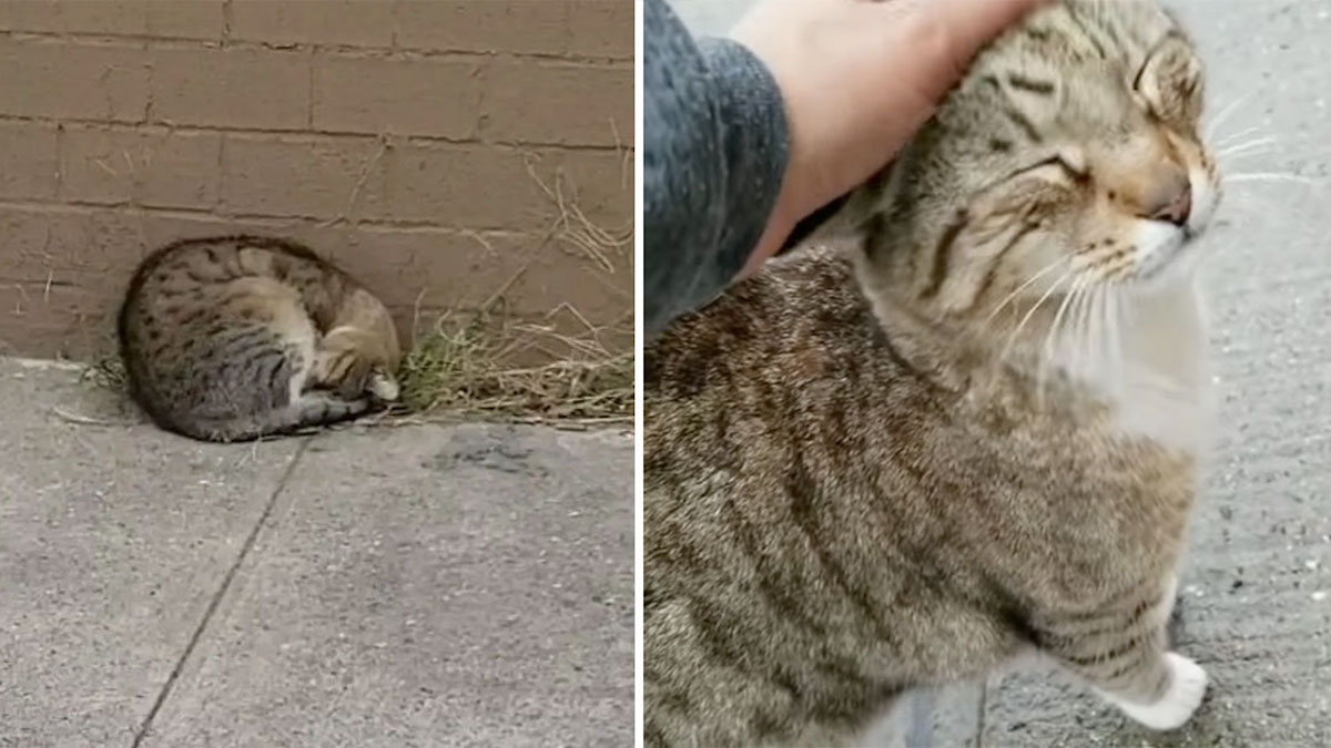 Un chat est heureux quand une femme revient le sauver après une vie dans la rue
