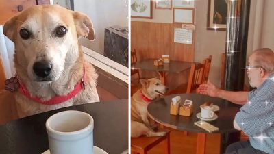 Un chien adopté par un café s'assoit tous les jours avec des clients pour leur tenir compagnie