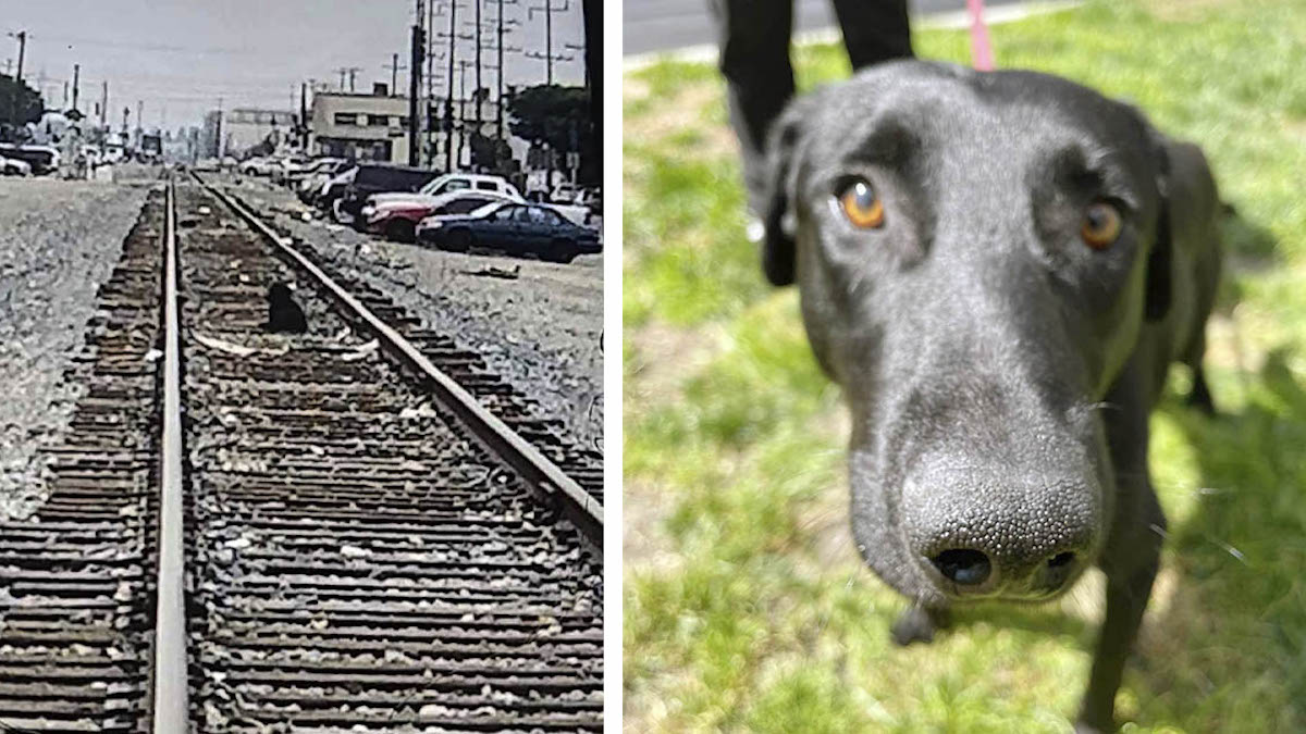 Un chien au cœur brisé attend pendant une semaine sur une voie ferrée que ses maîtres reviennent le chercher