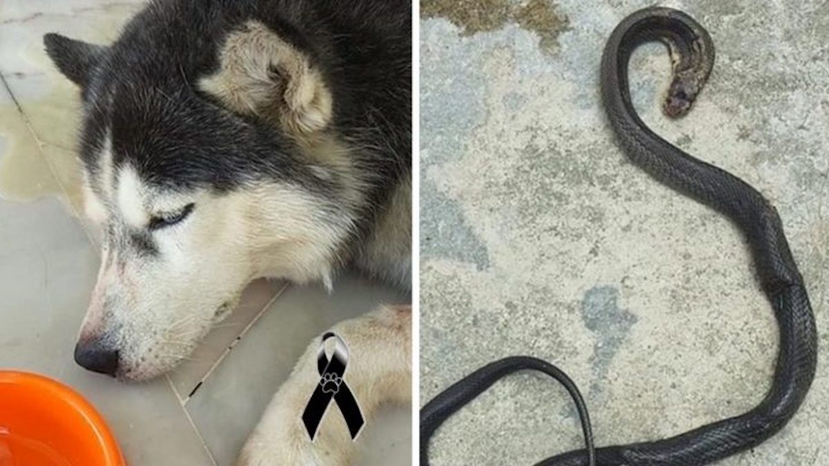 Un chien fidèle sacrifie sa vie en combattant un cobra pour sauver sa famille.