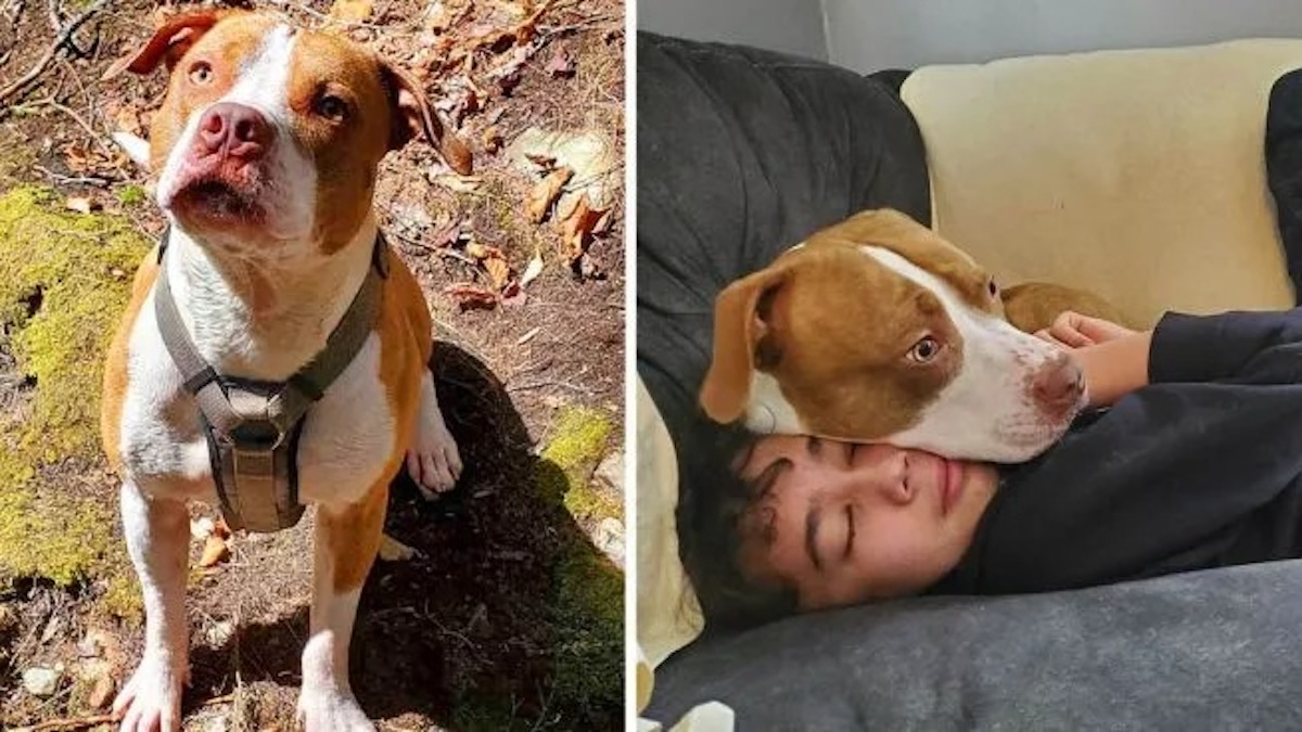 Un chien secouru remarque que quelque chose ne va pas et finit par sauver son frère humain