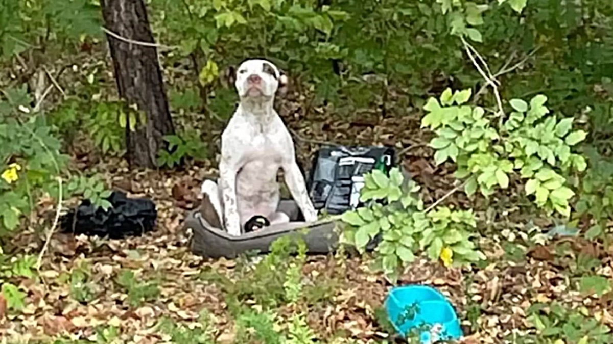 Un chiot avec une patte cassée et abandonné à côté de son lit et de ses jouets n'a pas bougé jusqu'à ce qu'il soit secouru