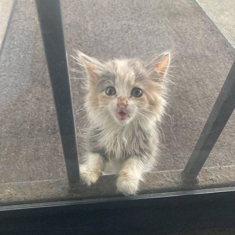 chaton