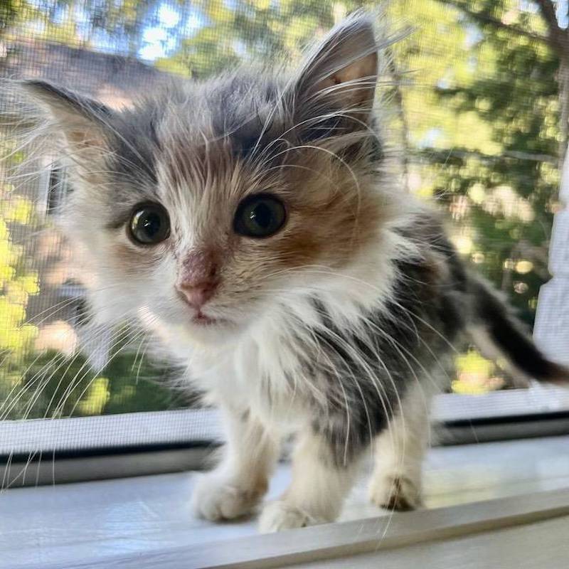 petit