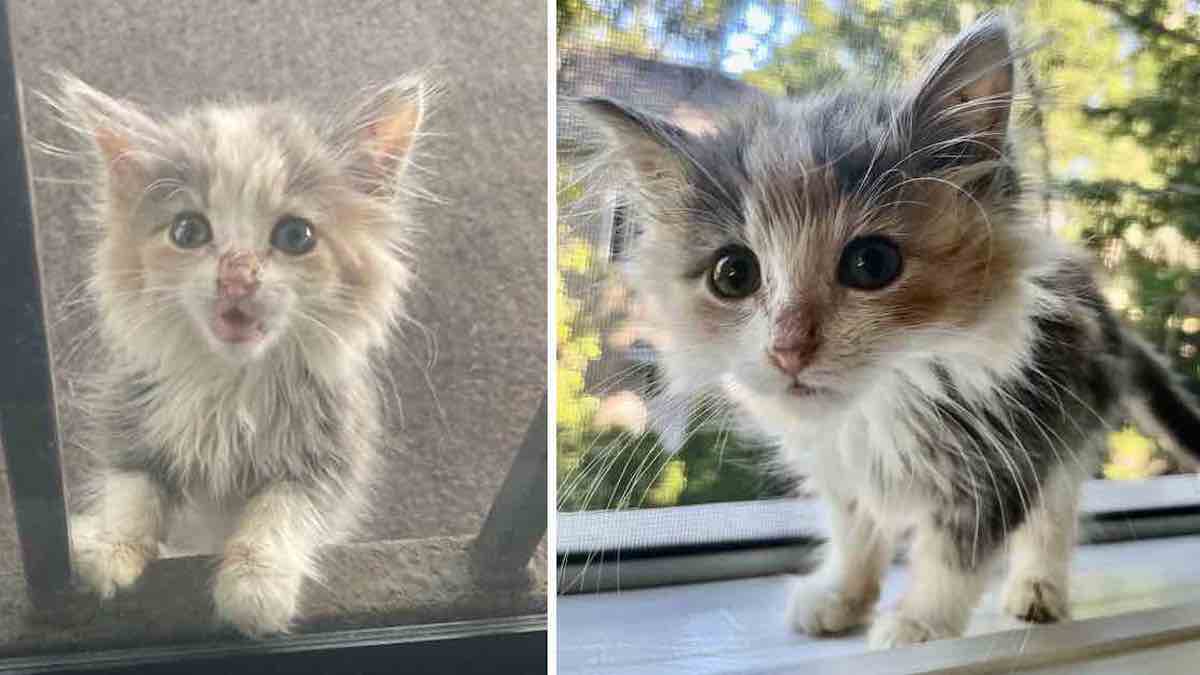 Un petit chaton attendait à l'extérieur d'une maison et miaulait jusqu'à ce qu'il soit secouru (photos)