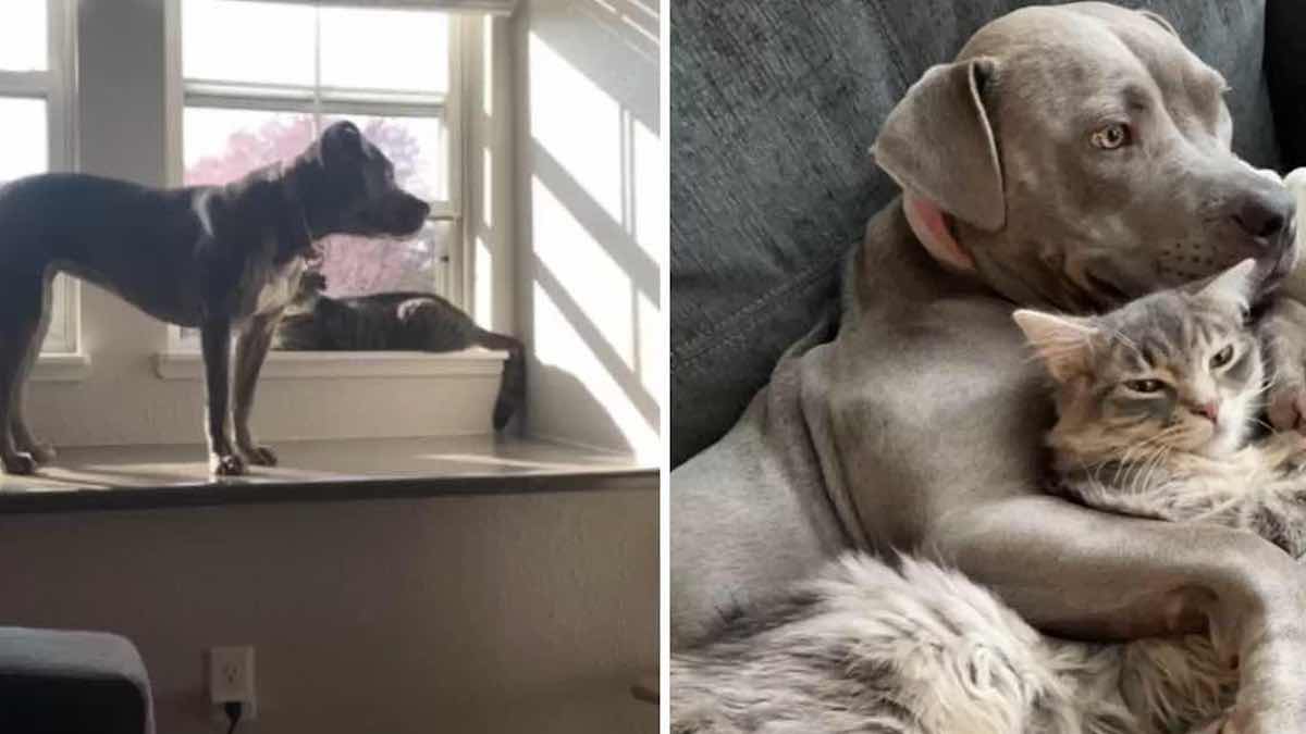 Une adorable pitbull élevée par des chats pense qu'elle n'est qu'un autre félin qui grimpe aux meubles