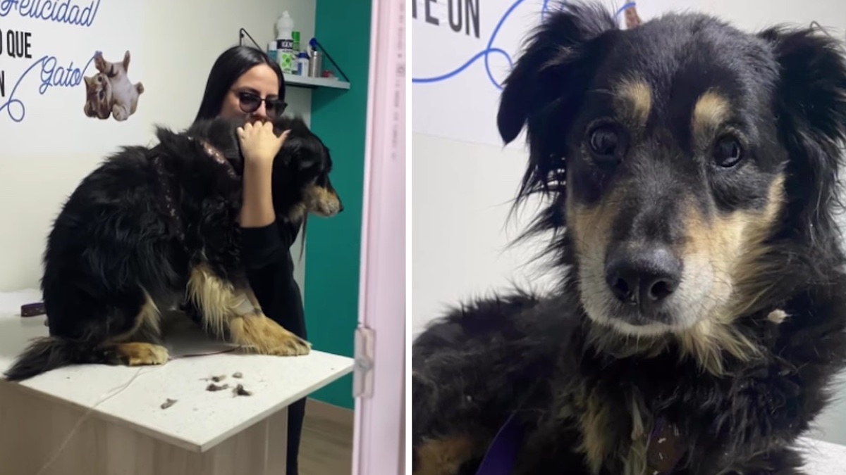 Une chienne a été abandonnée par sa famille après 10 ans ensemble car elle était malade et qu'ils s'en étaient lassés