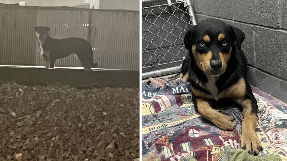 Une chienne abandonnée sur une voie ferrée a attendu sa famille pendant des semaines