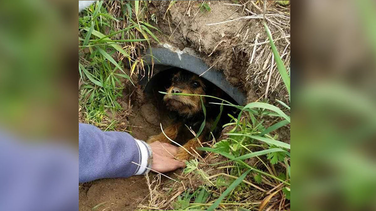 Une chienne aux jambes cassées vivait seule dans un fossé, jusqu'à ce que quelqu'un la sauve