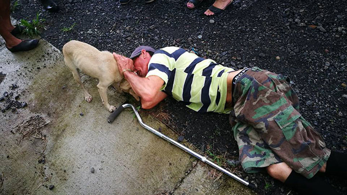 Une chienne fidèle court à travers la circulation pour trouver de l'aide pour son maître blessé