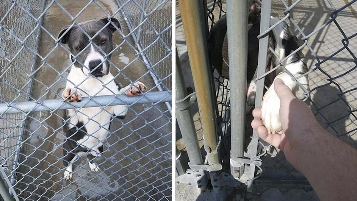 Une chienne Pitbull de refuge tend la patte pour demander de l'aide