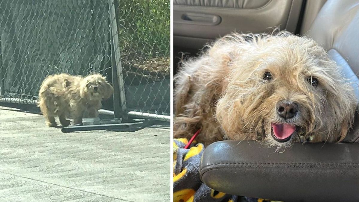 Une dame sauve une chienne abandonnée dans la rue et la remercie avec un sourire