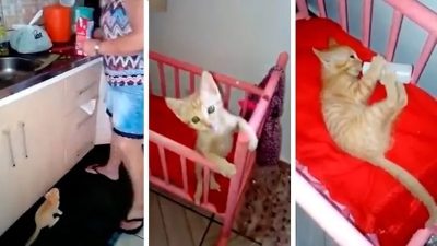 Une femme adopte un chaton errant et s'en occupe comme si c'était un "bébé"