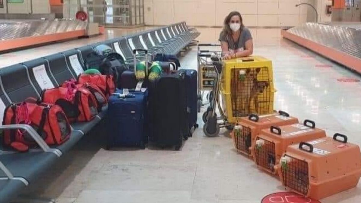 Une femme déménage à l'étranger avec ses 9 animaux domestiques, découvrez comment elle a fait