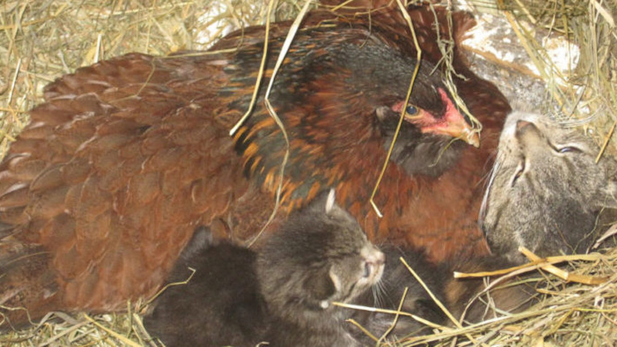 Une poule confuse qui a "couvé" 4 chatons refuse de les rendre à leur mère d'origine