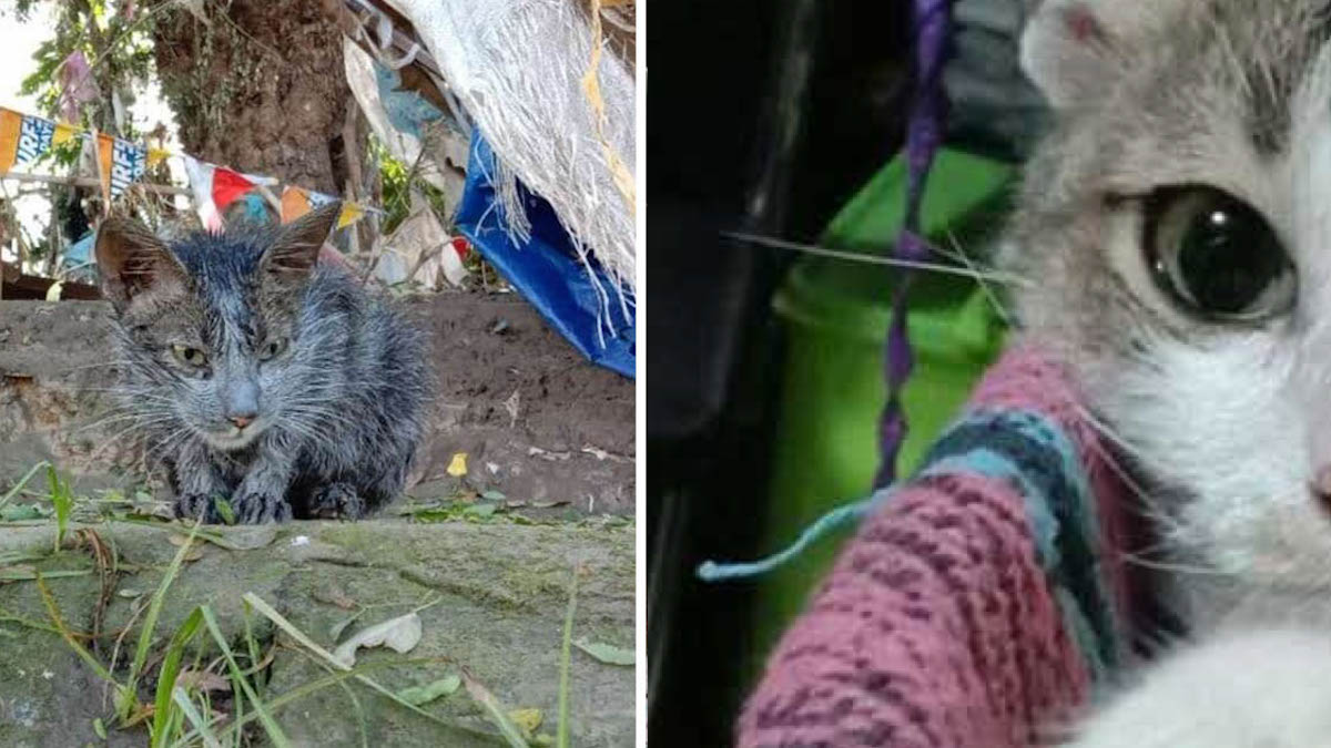 Vidéo : 1 mois après avoir été sauvé, un chat errant est méconnaissable, sa transformation est incroyable