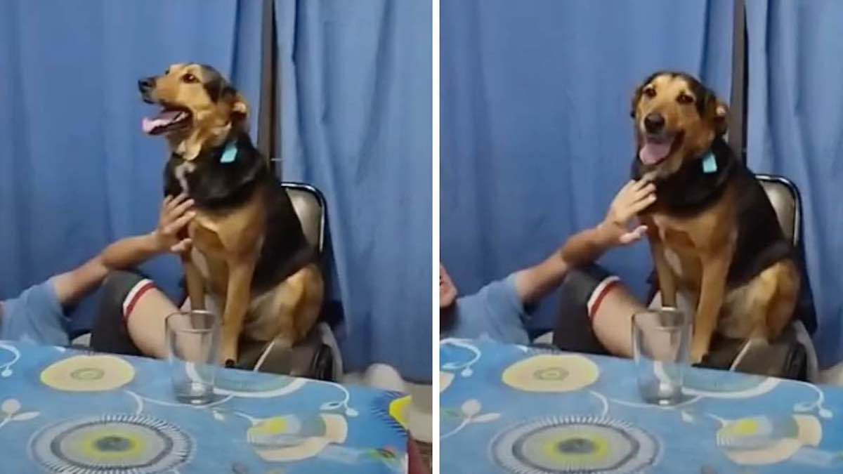 Vidéo: Ce chien a volé le spectacle lors d'un anniversaire en sautant sur la chaise principale pour chanter