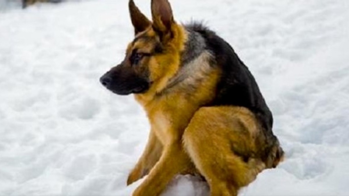 Vidéo : Ce chien est atteint du syndrome de la colonne courte et a grandi en craignant les gens, mais il est enfin accepté