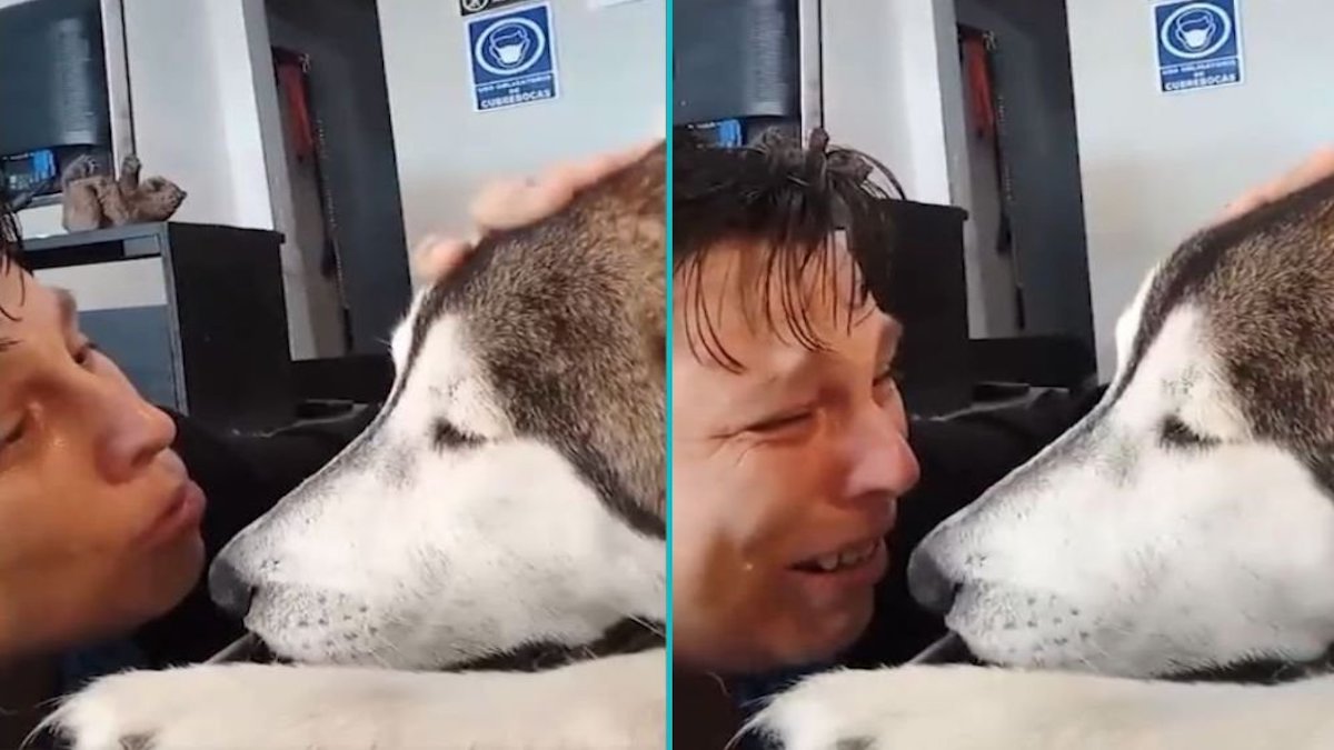 Vidéo déchirante: Un homme dit au revoir à son chien malade et éclate en sanglots : "Je t'aime"