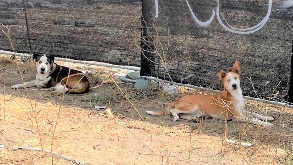 Vidéo: Des frères chiens abandonnés luttent pour rester ensemble même après leur sauvetage