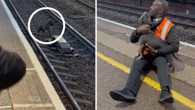 Vidéo du sauvetage émouvant d'un chien tombé sur les voies ferrées : l'homme le sauve juste à temps