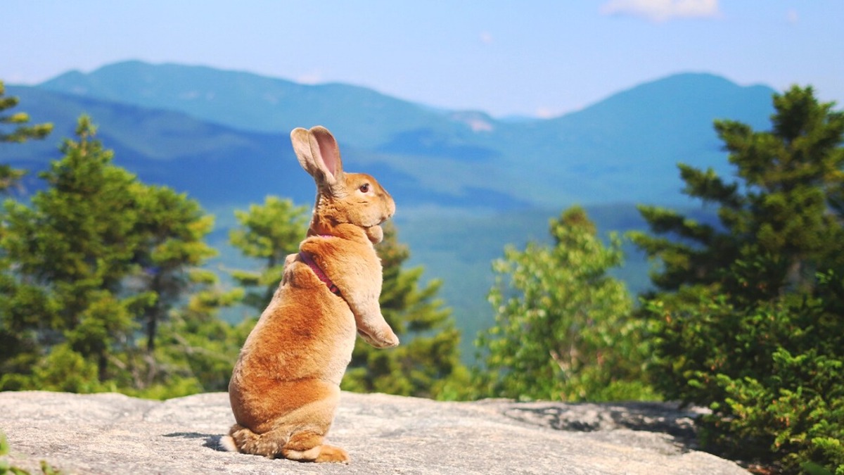 Vidéo d'un lapin aventurier : il est un animal de compagnie et fait de l'alpinisme avec sa maîtresse