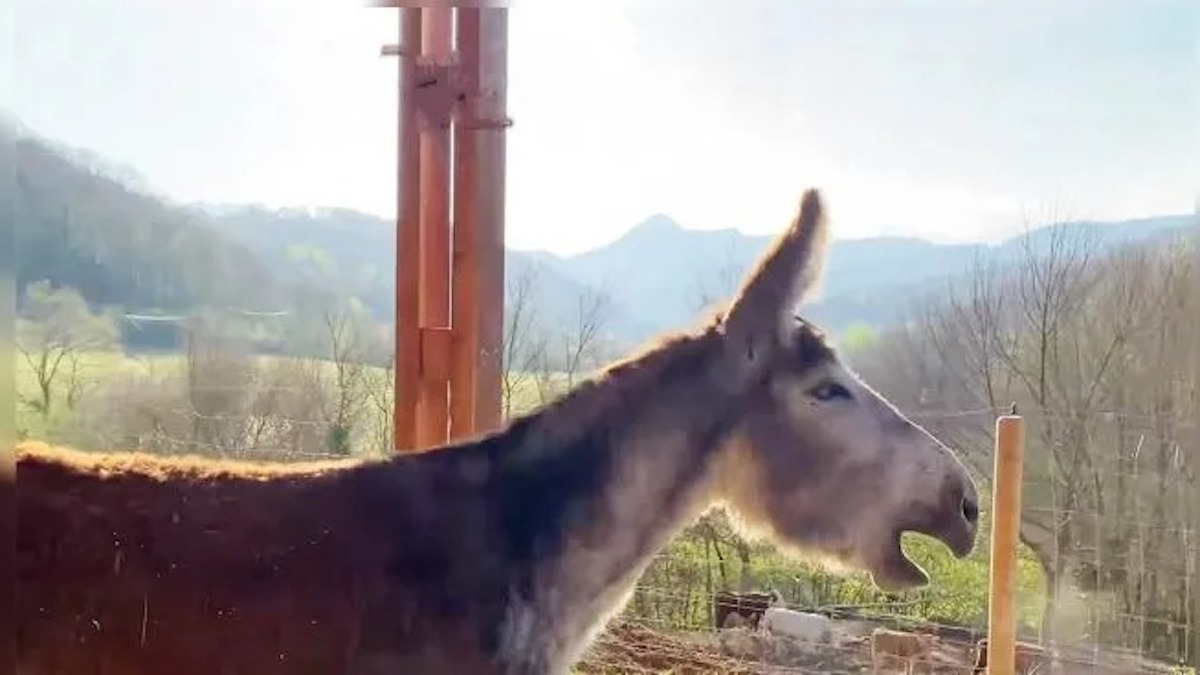 Vidéo émouvante: cet âne braie de bonheur d'avoir retrouvé sa liberté après 8 ans en captivité