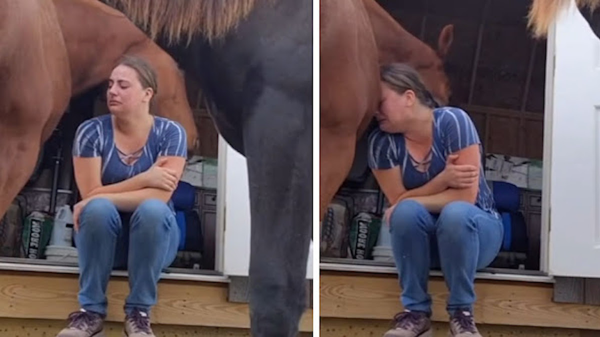 Vidéo émouvante: Un cheval console et réconforte sa maîtresse qui pleure son divorce
