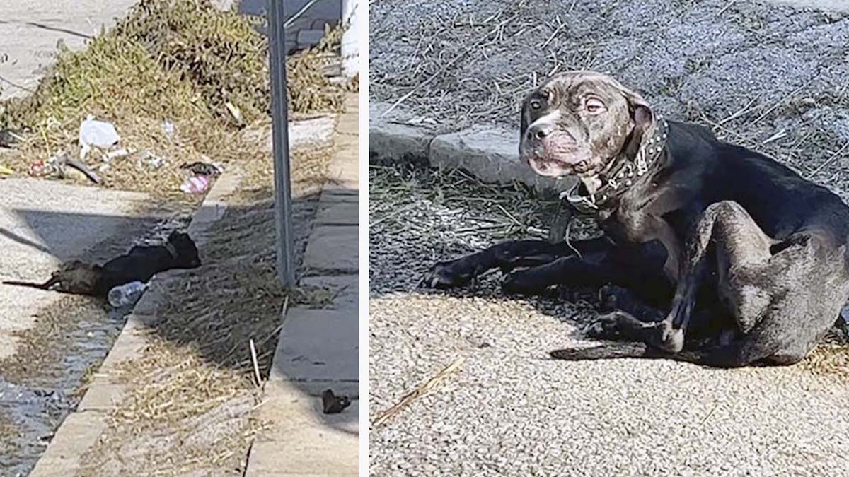 Vidéo émouvante: Un chien errant semblait avoir abandonné tout espoir jusqu'à ce qu'une femme l'aide