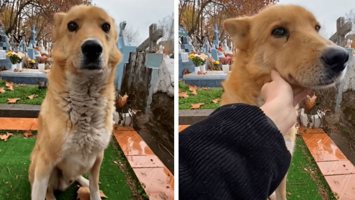 Vidéo émouvante: Un chien vient réconforter une jeune femme qui a perdu un être cher
