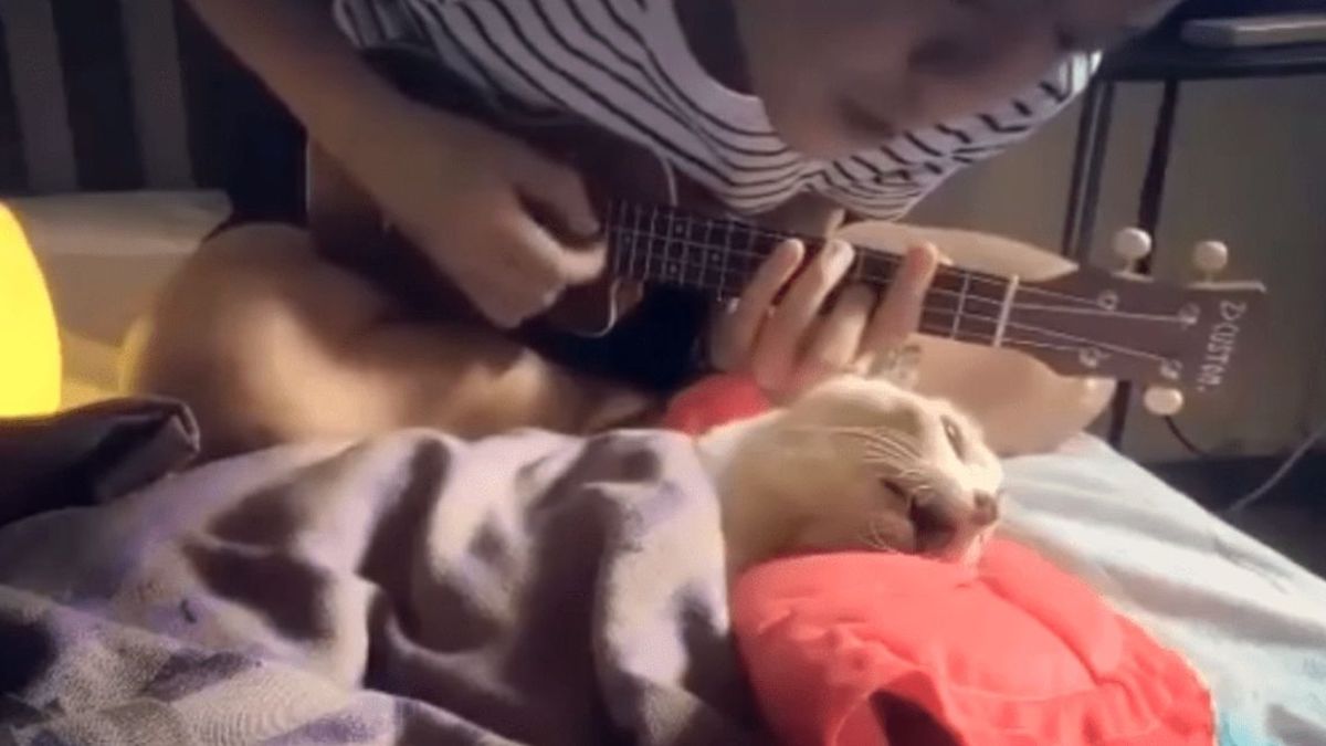 Vidéo émouvante: Un jeune homme chante une dernière chanson à son chat adoré avant de lui faire ses adieux