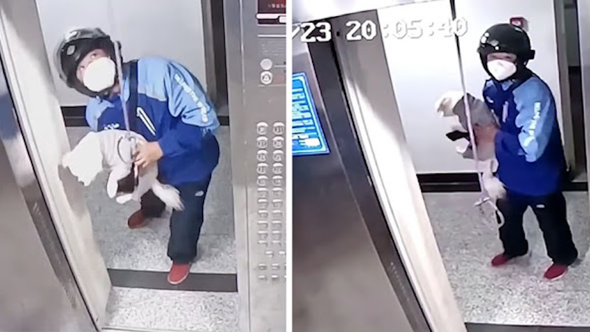 Vidéo émouvante: Un livreur sauve un chiot coincé dans les portes d'un ascenseur