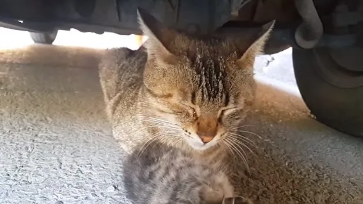 Vidéo émouvante: Une chatte pleure sous une voiture en serrant le corps de son bébé mort