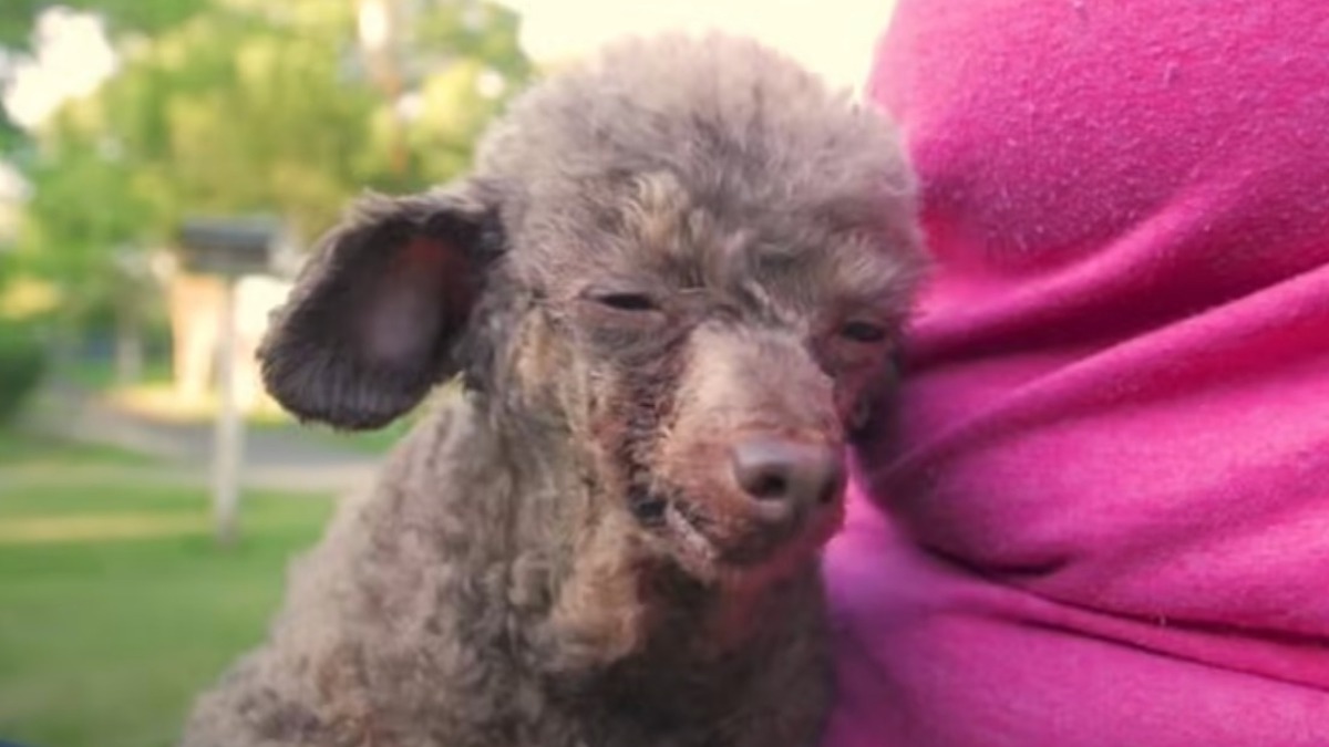 Vidéo émouvante: Une chienne sauvée d'un sous-sol voit la lumière du soleil pour la première fois de sa vie