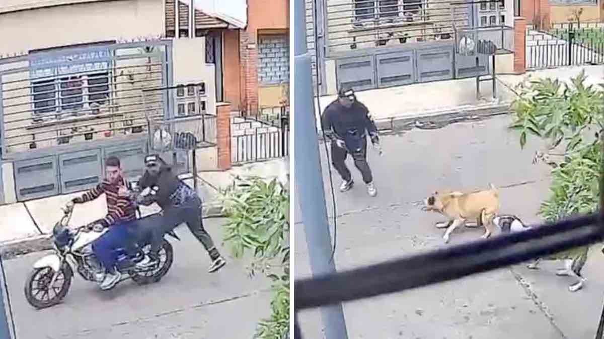 Vidéo étonnante : des chiennes errantes sauvent un homme de l'attaque de voleurs