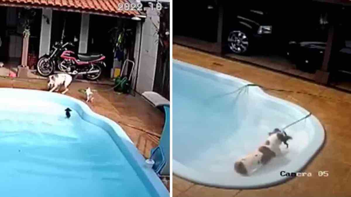 Vidéo incroyable: Une chienne a vu son frère se noyer dans une piscine et a sauté pour lui sauver la vie