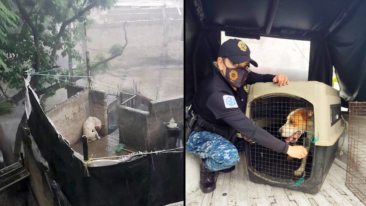 Vidéo: Leo, le triste chien qui est resté attaché sous la pluie battante et la grêle