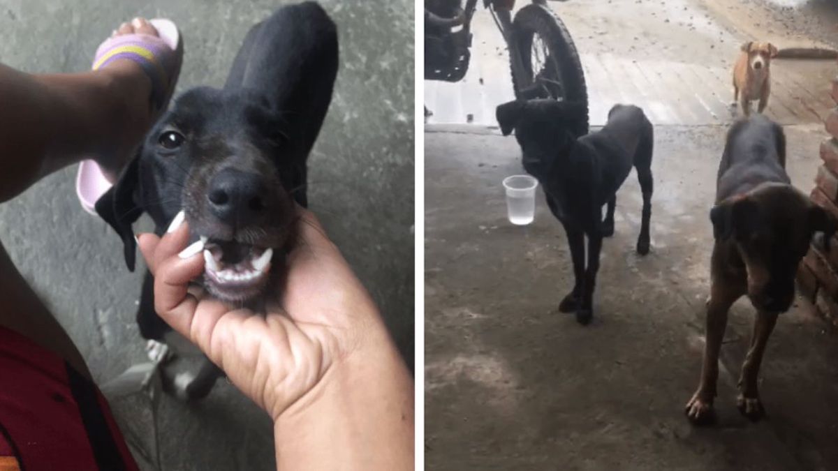 Vidéo poignante : Une jeune femme nourrit un chien errant, puis il emmène ses amis pour les nourrir aussi