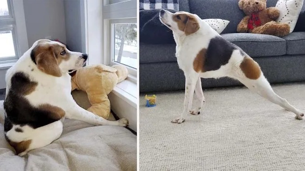 Vidéo: rencontrez Cooper, le chien sans cou qui défie toutes les probabilités pour survivre