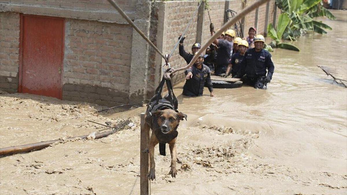 Vidéo: Sauvetage émouvant d'un chien lors d'inondations au Pérou