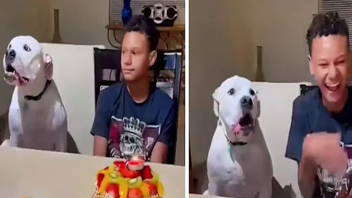 Vidéo: Un chien a hurlé pour "chanter" Joyeux anniversaire à son maître et a ému tout le monde