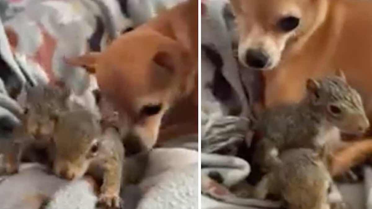 Vidéo: Un chien Chihuahua adopte et prend soin de deux écureuils orphelins en les baignant et en les protégeant