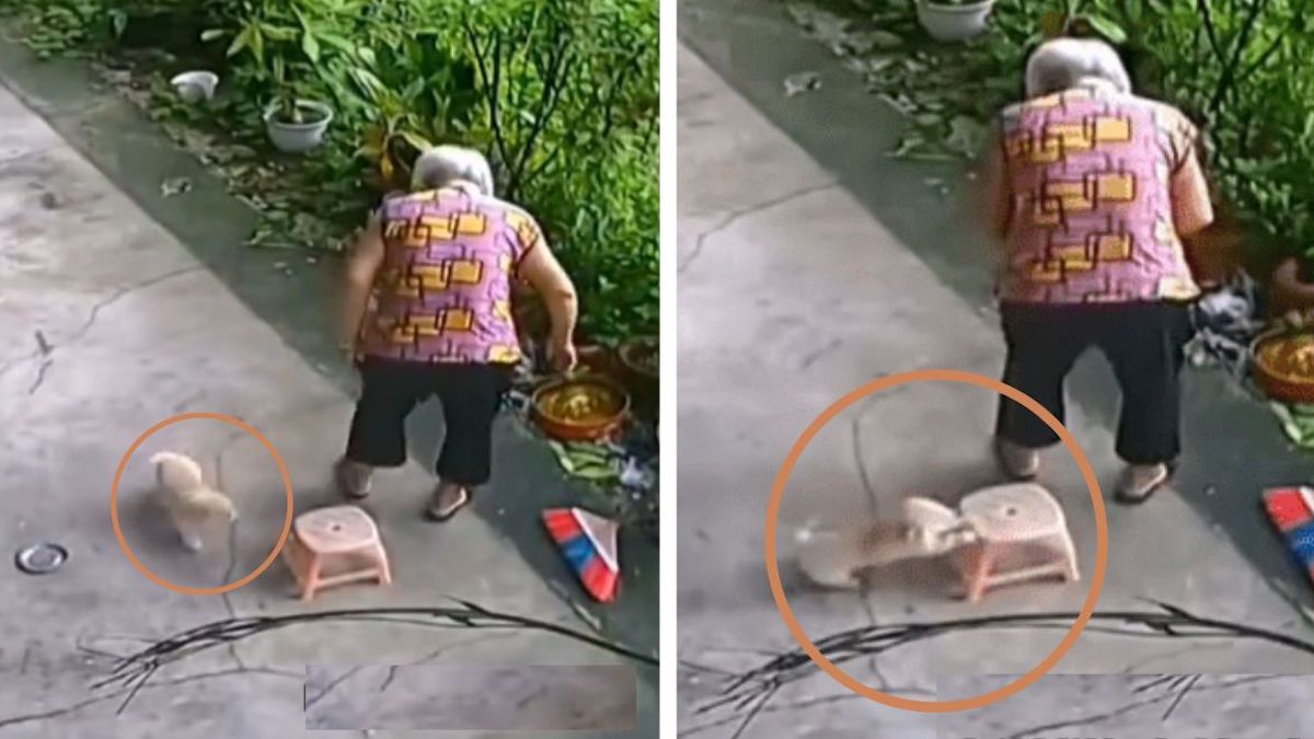 Vidéo: Un chien déplace le banc pour que sa maîtresse adorée puisse s'asseoir confortablement.