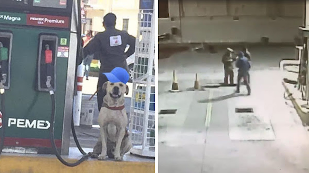 Vidéo: Un chien errant adopté par une station-service devient un héros après les avoir défendus d'une "agression".