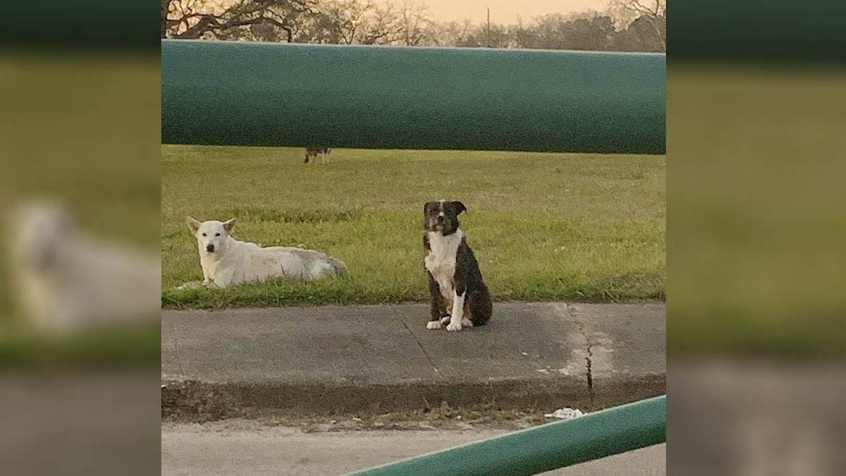 Vidéo: Un chien errant refuse de rester loin de son amie blessée jusqu'à ce qu'ils soient sauvés ensemble.