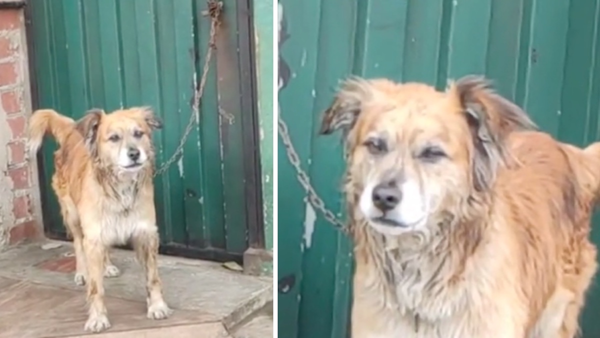 Vidéo: Un chien maltraité passe ses jours et ses nuits enchaîné à l'extérieur d'une maison